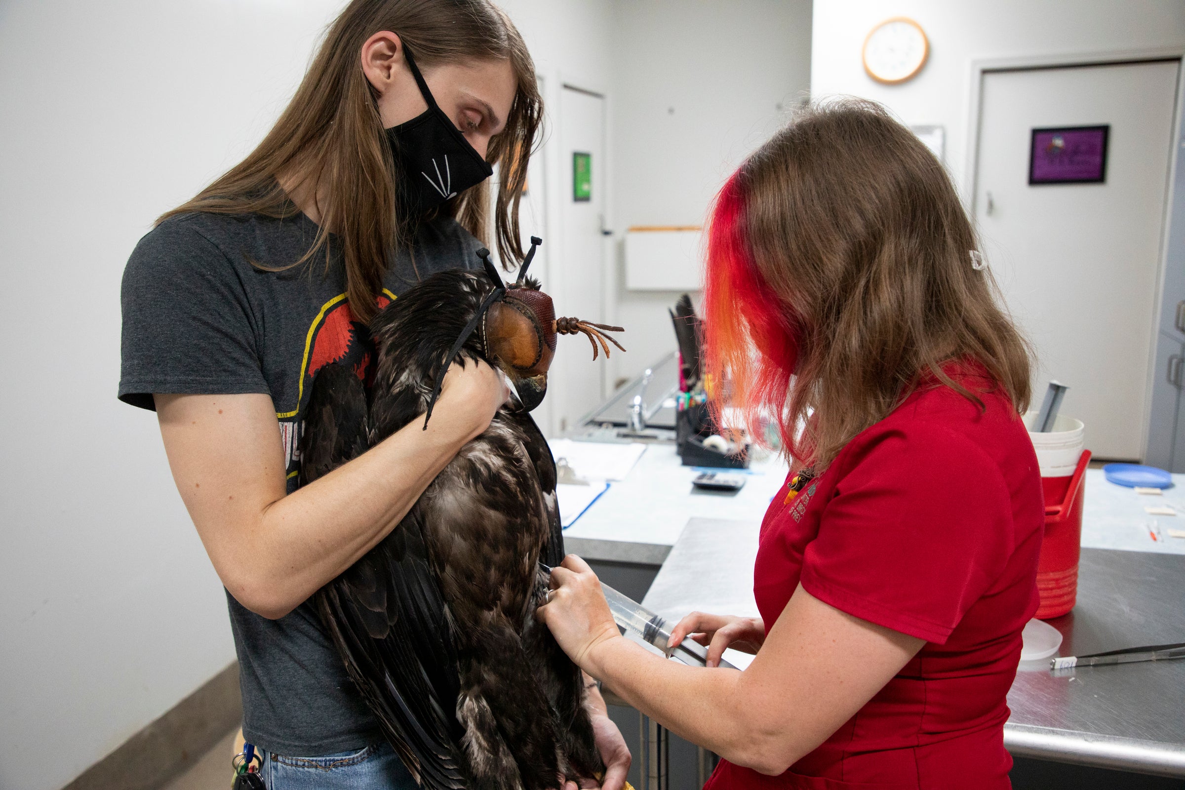 A man holds a juvenile Bald Eagle against his chest while a woman injects its leg with a needle.